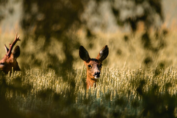 Reh Ricke im Getreide Feld im warmen Sonnenlicht  © Himmelreich Photo