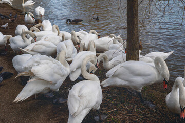A large group of mute swans and other waterfowl gathering along the muddy bank of the River Great Ouse in Bedford, UK © I-Wei Huang