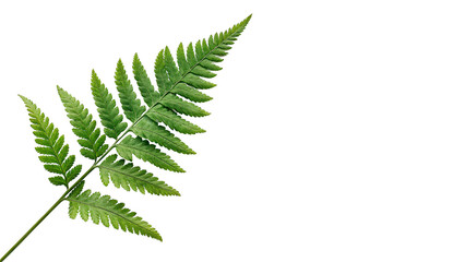 Single fresh green forest fern leaf frond botanical nature flora decoration, isolated on transparent background. © JackWatson
