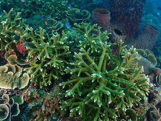 Healthy transplant coral in coral garden or coral nursery at Terengganu Island, Malaysia  © MuhammadHamizan