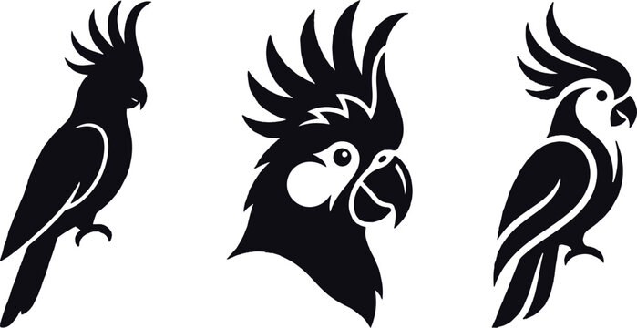 Cockatiel bird vector set with different poses and head portraits black and white background illustration collection
