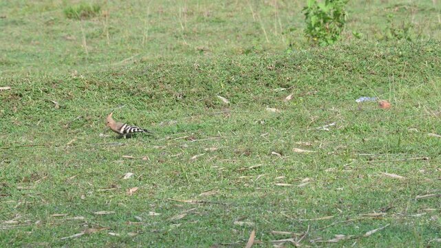 The Eurasian hoopoe or common hoopoe bird. Upupa epops are the most widespread species of hoopoe. It is a distinctive cinnamon coloured bird with black and white wings, a tall erectile crest.