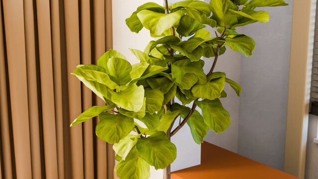 Fiddle leaf fig indoor plant with lush green leaves near window