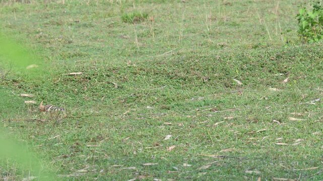 The Eurasian hoopoe or common hoopoe bird. Upupa epops are the most widespread species of hoopoe. It is a distinctive cinnamon coloured bird with black and white wings, a tall erectile crest.