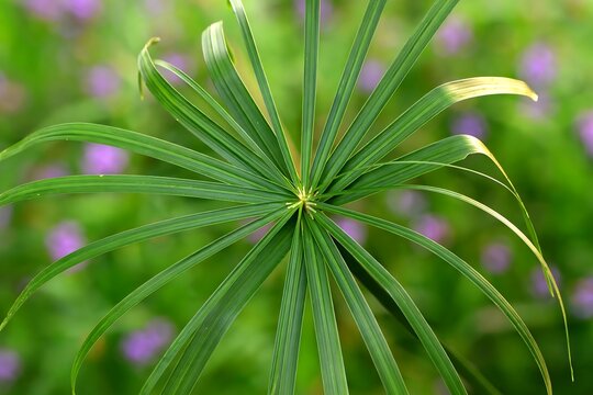 Umbrella plant foliage top view