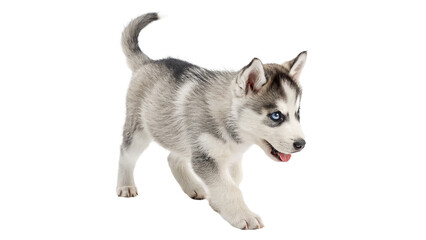 Cute little fluffy husky puppy dog running happily looking forward pet, isolated on transparent background. © Foster