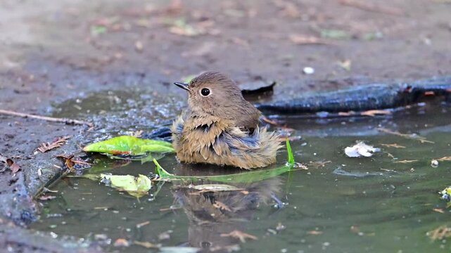 Female Daurian Redstart Bathing and Looking Around