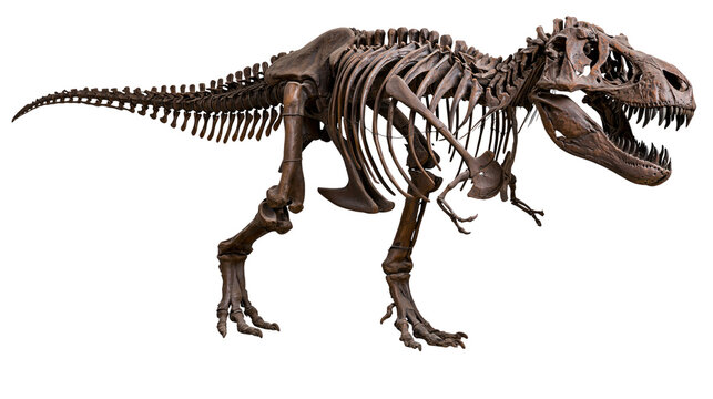 Tyrannosaurus rex dinosaur skeleton isolated on transparent background PNG cutout
