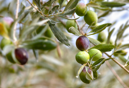 closeup on fresh black and green  olives growing in a branch of the tree among leaf in orchard