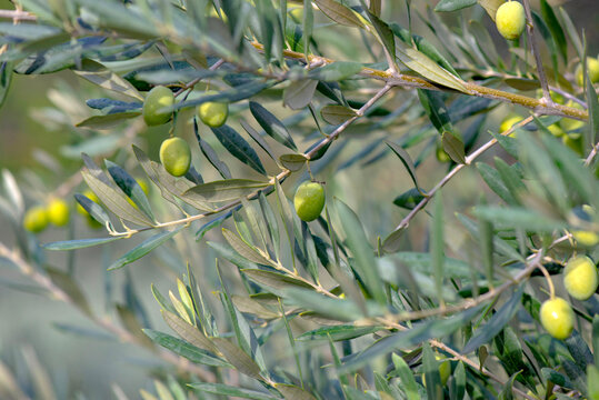 closeup on fresh green  olives growing in a branch of the tree among leaf in orchard