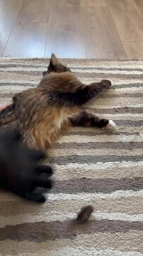 Person gently petting a fluffy long-haired tabby cat lying on a striped rug at home