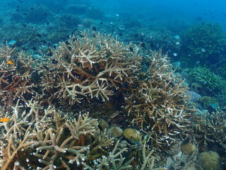 Healthy transplant coral in coral garden or coral nursery at Terengganu Island, Malaysia © MuhammadHamizan