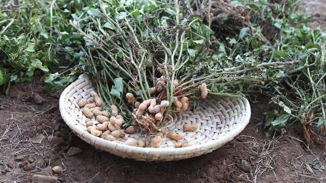 Fresh peanuts falling into a woven basket. 