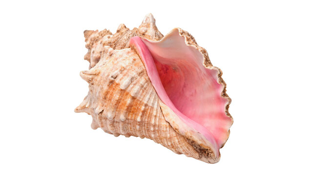 Natural pink conch sea shell marine aquatic biological wildlife specimen decor, isolated on transparent background.