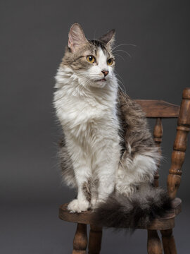 Tabby Cat with White Chest Sitting on a Small Wooden Chair