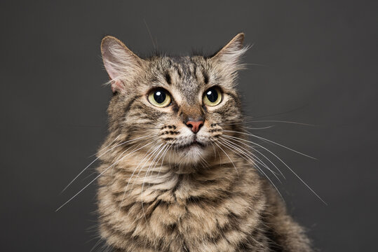 Wide-Eyed Tabby Cat Portrait Against a Gray Background