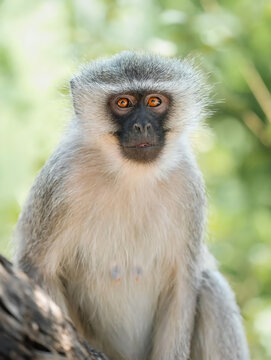 Close up of a monkey
