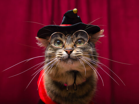 Cute Tabby Cat Wearing Glasses and a Festive Witch Hat for Halloween