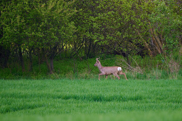 Cute roe deer in a farm field, Bratislava, Slovakia © Tom