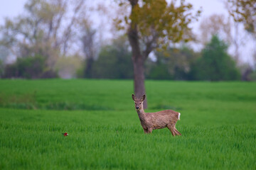 Cute roe deer in a farm field, Bratislava, Slovakia © Tom