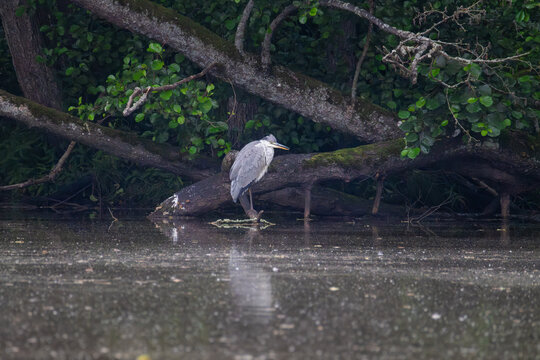 Grey heron puffed up perched on fallen tree trunk at lake shore in forest at dusk