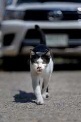 Tuxedo cat walking to cameraman. © Phannasit
