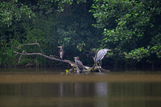 Grey heron and two great cormorants resting on fallen tree branch in water near forest bank on overcast day