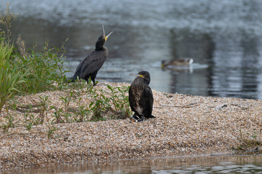 Two great cormorants on shell shore with background bird opening beak wide