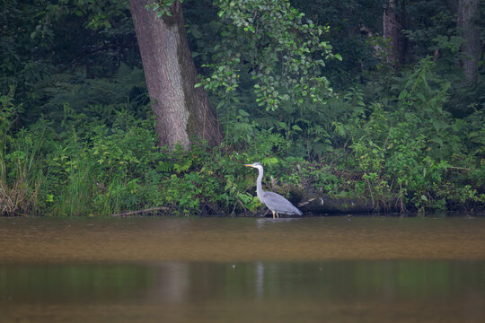 Juvenile grey heron standing in shallow water at forested river bank on overcast day