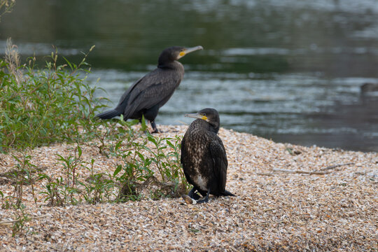 Two great cormorants perched on shell shore with focus on foreground bird