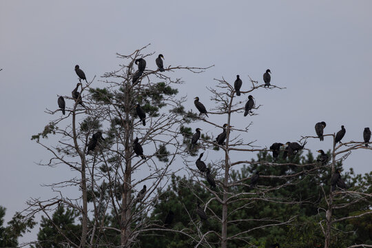 Group of great cormorants perched on bare branches of dead pine trees in nesting colony on overcast day