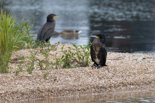 Two great cormorants perched on shell shore with focus on foreground bird