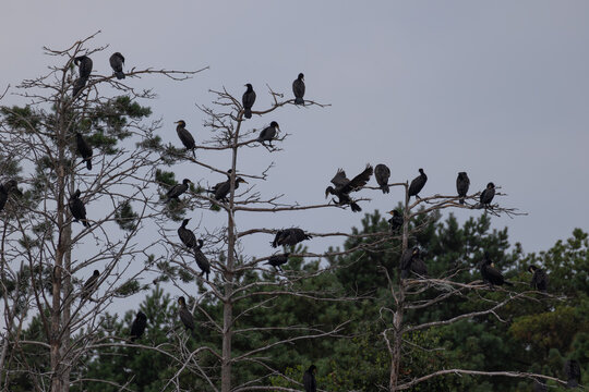 Group of great cormorants perched on bare branches of dead pine trees in nesting colony on overcast day