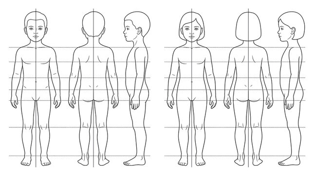 Comprehensive anatomy and proportional guidelines for drawing human figures in front, back, and side views for artistic reference