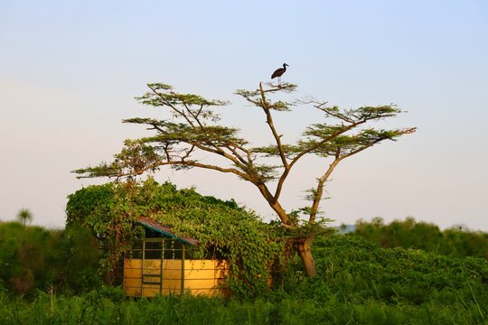 Paysage en Ouganda
