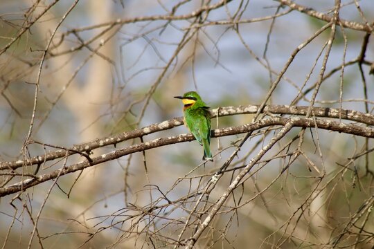 Oiseaux dans un arbre