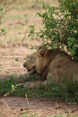Lion qui mange un os © Jacques