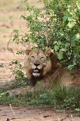 Lion qui nours regarde © Jacques