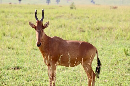 Jackson dans la savane