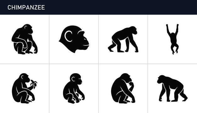 Chimpanzee silhouettes set with figures in various poses, ape and monkey icons for wildlife or zoo themes