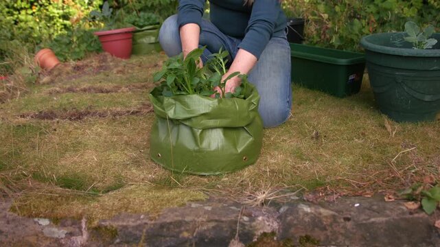 Gardener planting seed potatoes in green grow bag