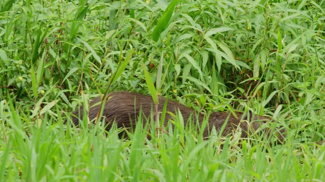 Capybaras moving through dense grass along the S&atilde;o Benedito River in the southern Amazon rainforest, Brazil. Wildlife documentary footage.