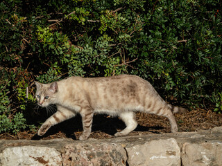 Full body side view of a beautiful blue eyed tabby outdoor cat walking on stone wall in Mallorca © Iryna Diadechko