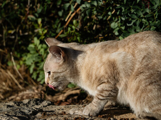 Side view of tabby outdoor cat licking its lips while eating at Mallorca eco farm © Iryna Diadechko