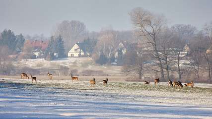 Ein Sprung Rehe © JENSZUECHNER