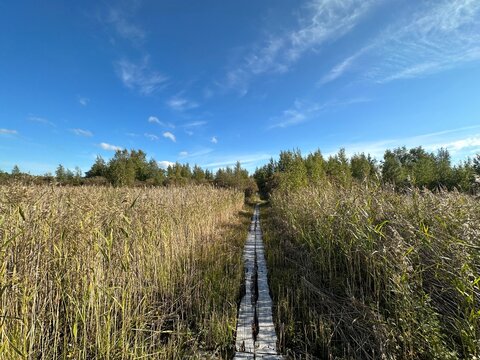 Wooden boardwalk path through tall reeds in Oulunlahti nature, Oulu, North Ostrobothnia, Finland, August 2024