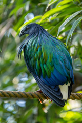 Nicobar pigeon, caloenas nicobarica, the only living member of the genus Caloenas, and may be the closest living relative of the extinct dodo. © Rixie