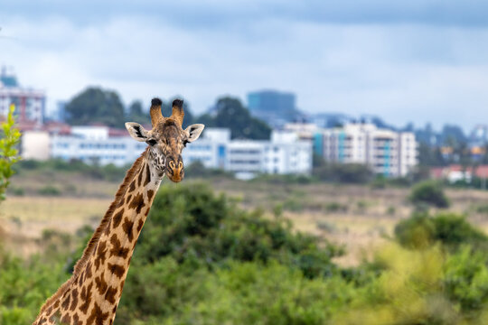 The Masai, or Maasai giraffe, Giraffa tippelskirchi, in Nairobi National Park, Kenya, the only capital in the world to have a National Park. It is unique to see wildlife against the urban backdrop.