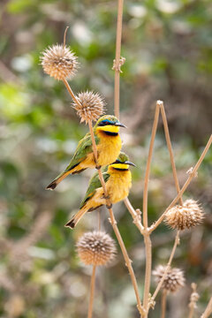 A pair of little bee-eaters, Merops pusillus, Nairobi National Park, Kenya. The smallest of the bee-eater species and endemic to sub-Saharan Africa.