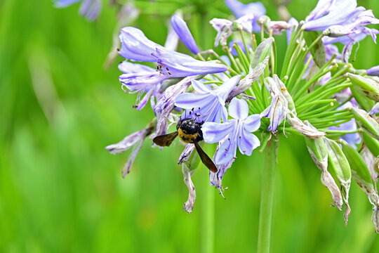 Carpenter bee gathering nectar from purple agapanthus flower in Japan